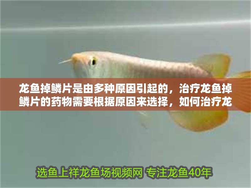 龍魚掉鱗片是由多種原因引起的，治療龍魚掉鱗片的藥物需要根據原因來選擇，如何治療龍魚掉鱗片
