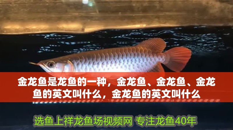 金龍魚是龍魚的一種，金龍魚、金龍魚、金龍魚的英文叫什么，金龍魚的英文叫什么