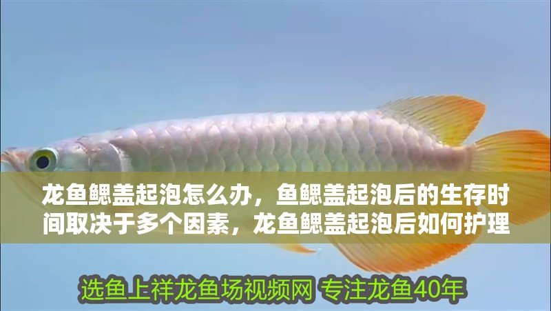 龍魚鰓蓋起泡怎么辦，魚鰓蓋起泡后的生存時間取決于多個因素，龍魚鰓蓋起泡后如何護理