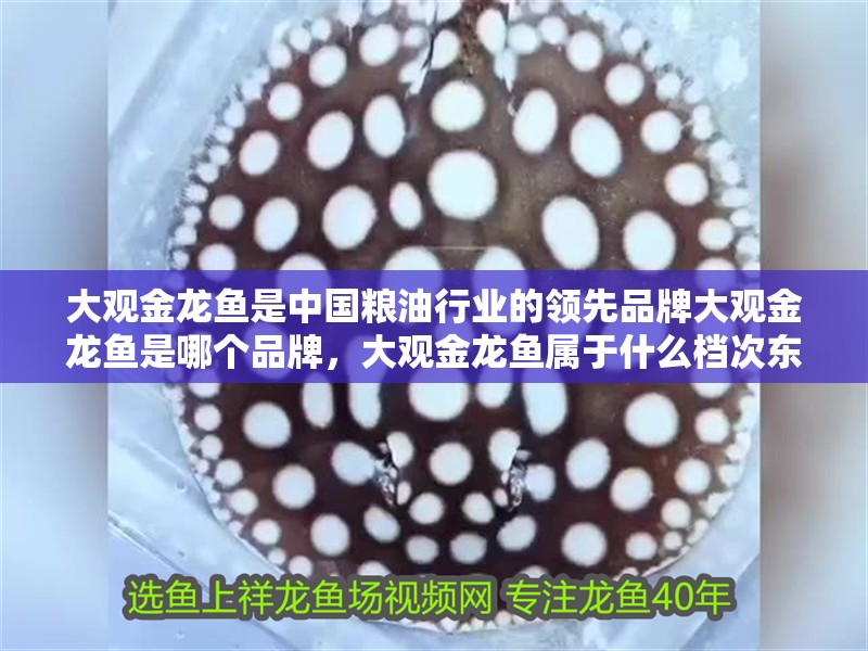 大觀金龍魚是中國糧油行業的領先品牌大觀金龍魚是哪個品牌，大觀金龍魚屬于什么檔次東饗尋味聽