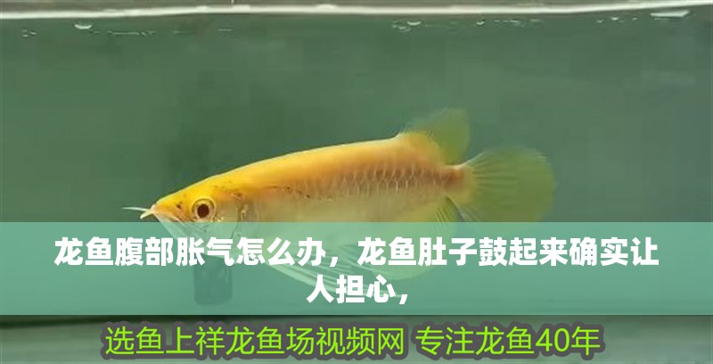 龍魚腹部脹氣怎么辦，龍魚肚子鼓起來確實讓人擔心，