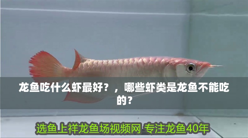 龍魚吃什么蝦最好？，哪些蝦類是龍魚不能吃的？ 龍魚吃什么蝦最好？，哪些蝦類是龍魚不能吃的？ 龍魚百科