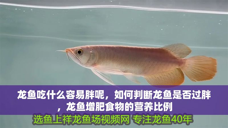 龍魚(yú)吃什么容易胖呢，如何判斷龍魚(yú)是否過(guò)胖，龍魚(yú)增肥食物的營(yíng)養(yǎng)比例