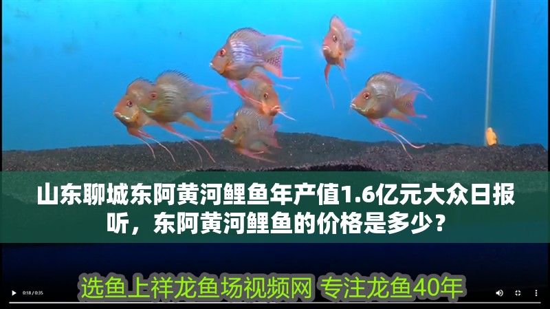 山東聊城東阿黃河鯉魚年產值1.6億元大眾日報聽，東阿黃河鯉魚的價格是多少？ 山東聊城東阿黃河鯉魚年產值1.6億元大眾日報聽，東阿黃河鯉魚的價格是多少？ 觀賞魚百科 第6張