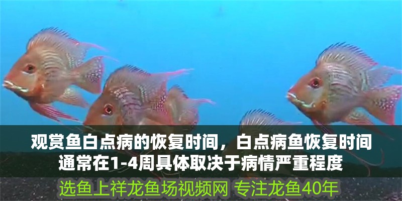 觀賞魚白點病的恢復時間，白點病魚恢復時間通常在1-4周具體取決于病情嚴重程度