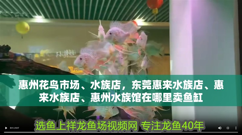 惠州花鳥市場、水族店，東莞惠來水族店、惠來水族店、惠州水族館在哪里賣魚缸