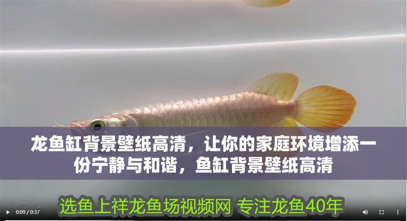龍魚缸背景壁紙高清，讓你的家庭環境增添一份寧靜與和諧，魚缸背景壁紙高清