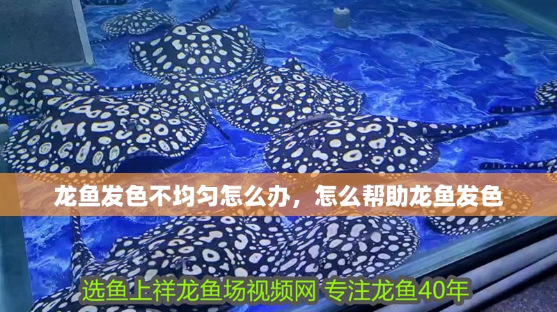 印尼虎魚多少溫度飼養最好:印尼虎魚多少溫度飼養最好印尼虎魚多少溫度飼養最好 龍魚發色不均勻怎么辦,怎么幫助龍魚發色 觀賞魚百科 龍魚發色不均勻怎么辦,怎么幫助龍魚發色 龍魚發色不均勻怎么辦,怎么幫助龍魚發色 觀賞魚百科