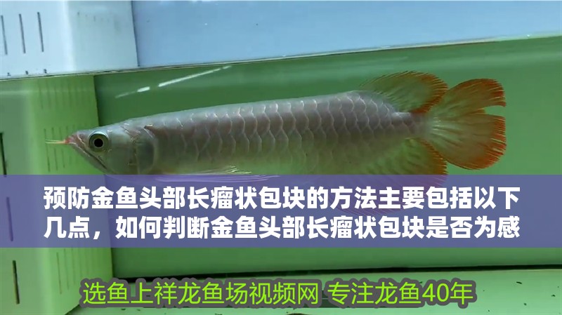 預防金魚頭部長瘤狀包塊的方法主要包括以下幾點，如何判斷金魚頭部長瘤狀包塊是否為感染引起？