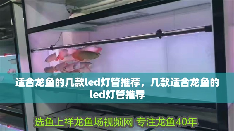 適合龍魚(yú)的幾款led燈管推薦，幾款適合龍魚(yú)的led燈管推薦
