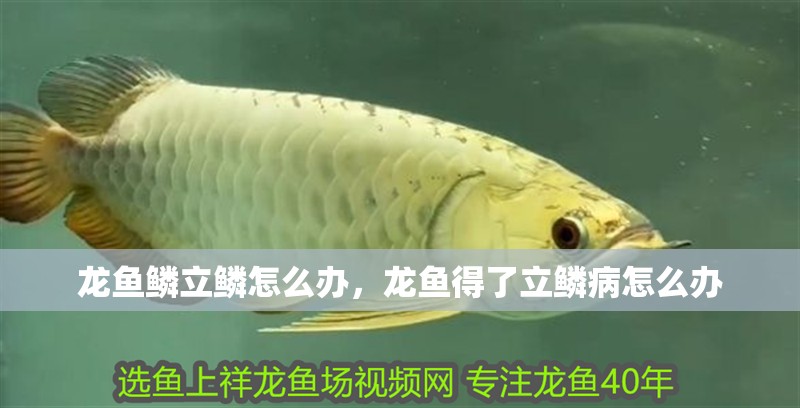 龍魚鱗立鱗怎么辦，龍魚得了立鱗病怎么辦