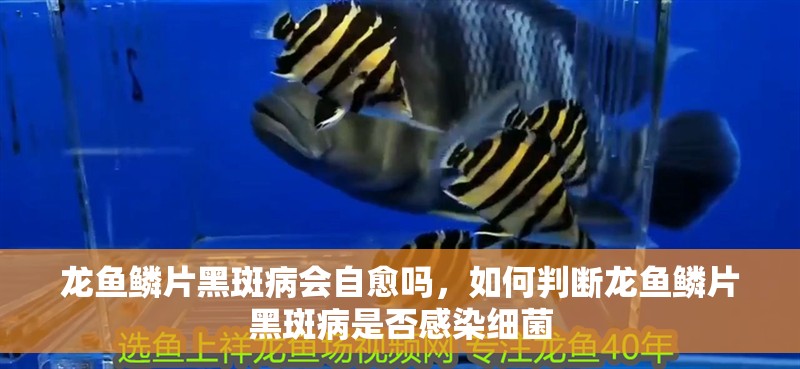 龍魚鱗片黑斑病會(huì)自愈嗎，如何判斷龍魚鱗片黑斑病是否感染細(xì)菌