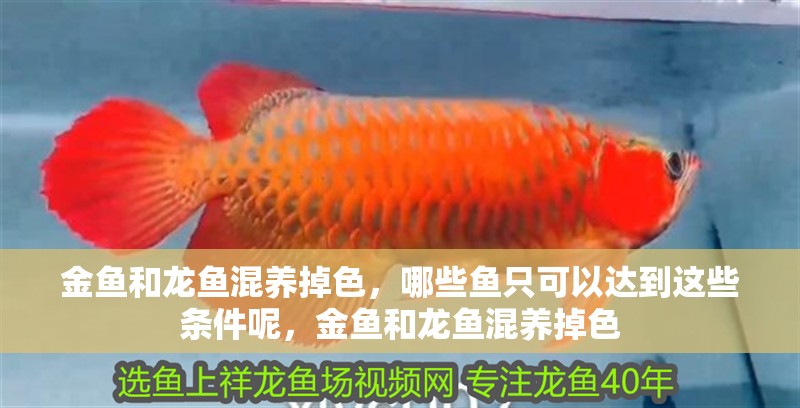 金魚和龍魚混養(yǎng)掉色，哪些魚只可以達(dá)到這些條件呢，金魚和龍魚混養(yǎng)掉色