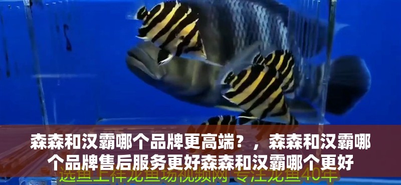 森森和漢霸哪個品牌更高端？，森森和漢霸哪個品牌售后服務更好森森和漢霸哪個更好 森森和漢霸哪個品牌更高端？，森森和漢霸哪個品牌售后服務更好森森和漢霸哪個更好 龍魚百科