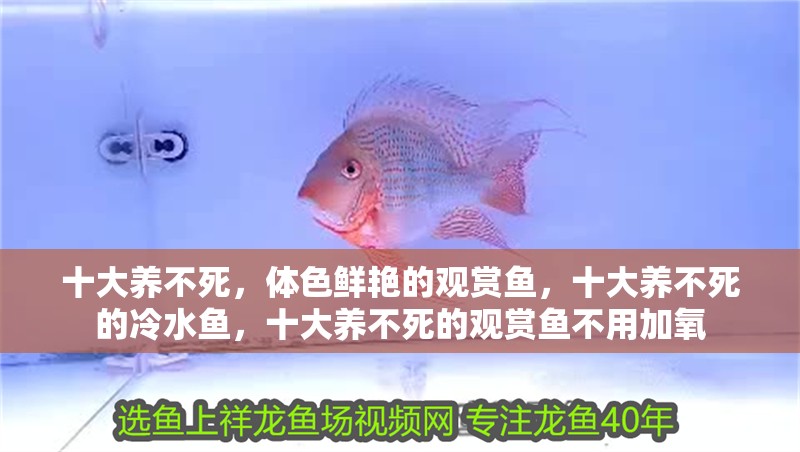 十大養不死，體色鮮艷的觀賞魚，十大養不死的冷水魚，十大養不死的觀賞魚不用加氧