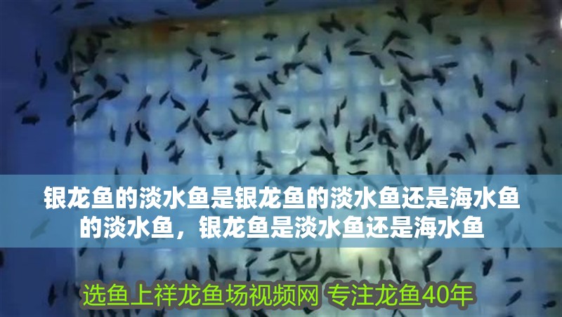 銀龍魚的淡水魚是銀龍魚的淡水魚還是海水魚的淡水魚，銀龍魚是淡水魚還是海水魚