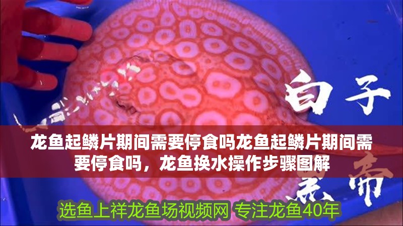 龍魚起鱗片期間需要停食嗎龍魚起鱗片期間需要停食嗎，龍魚換水操作步驟圖解