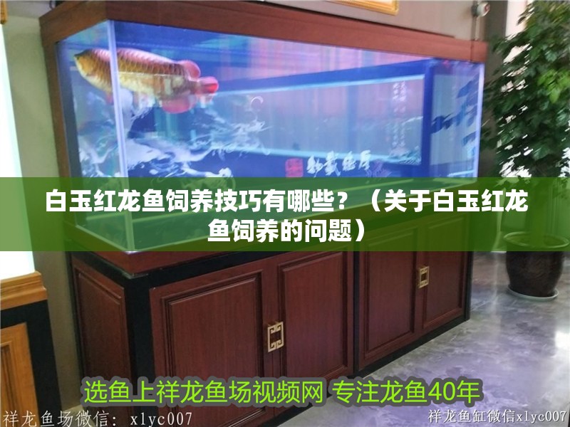 白玉紅龍魚飼養技巧有哪些？（關于白玉紅龍魚飼養的問題）