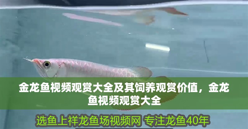 金龍魚視頻觀賞大全及其飼養觀賞價值，金龍魚視頻觀賞大全