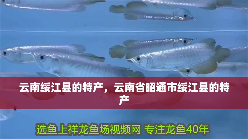 云南綏江縣的特產(chǎn)，云南省昭通市綏江縣的特產(chǎn) 云南綏江縣的特產(chǎn)，云南省昭通市綏江縣的特產(chǎn) 觀賞魚百科 第9張