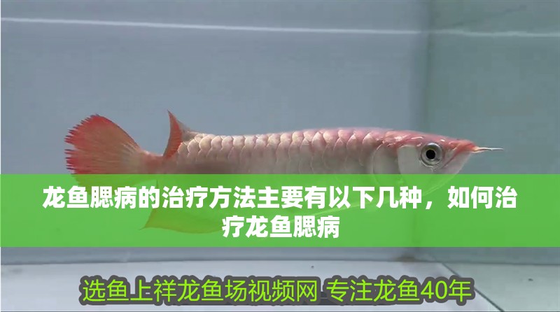 龍魚腮病的治療方法主要有以下幾種，如何治療龍魚腮病