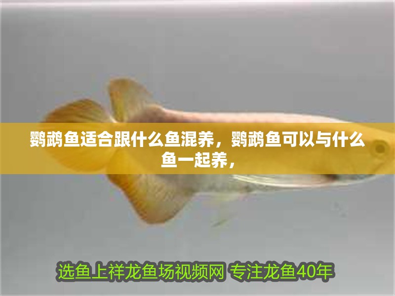鸚鵡魚適合跟什么魚混養(yǎng)，鸚鵡魚可以與什么魚一起養(yǎng)，