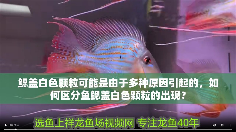 鰓蓋白色顆?？赡苁怯捎诙喾N原因引起的，如何區(qū)分魚鰓蓋白色顆粒的出現(xiàn)？