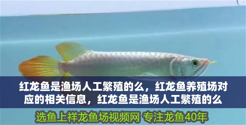 紅龍魚是漁場人工繁殖的么，紅龍魚養殖場對應的相關信息，紅龍魚是漁場人工繁殖的么