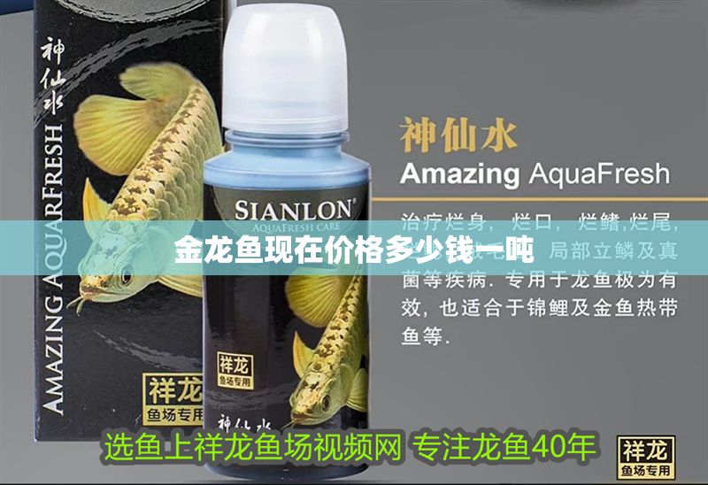 金龍魚現在價格多少錢一噸 金龍魚現在價格多少錢一噸 龍魚百科 第2張