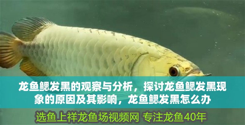 龍魚鰓發黑的觀察與分析，探討龍魚鰓發黑現象的原因及其影響，龍魚鰓發黑怎么辦