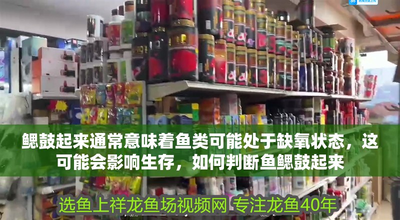 鰓鼓起來通常意味著魚類可能處于缺氧狀態，這可能會影響生存，如何判斷魚鰓鼓起來