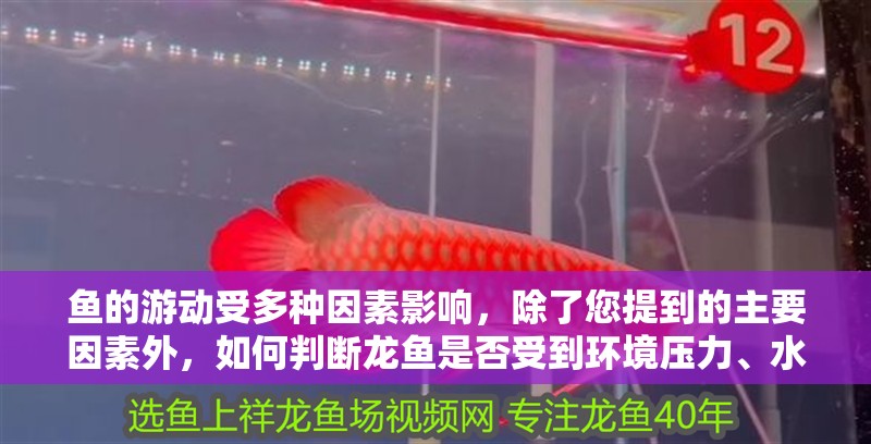 魚的游動受多種因素影響，除了您提到的主要因素外，如何判斷龍魚是否受到環境壓力、水質、疾病等影響？