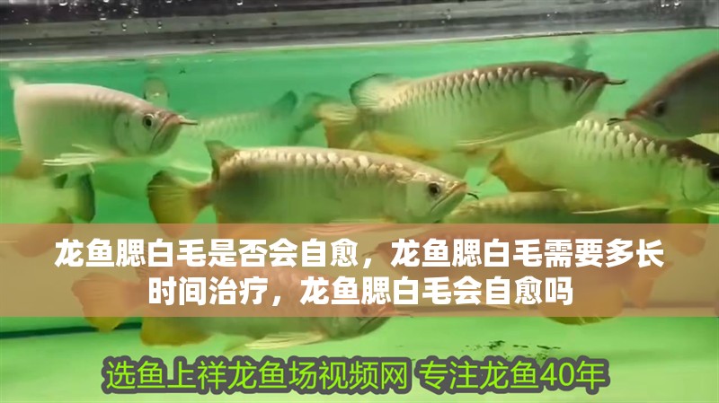 龍魚腮白毛是否會自愈，龍魚腮白毛需要多長時間治療，龍魚腮白毛會自愈嗎