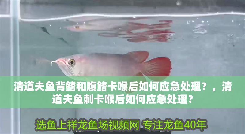 清道夫魚背鰭和腹鰭卡喉后如何應急處理？，清道夫魚刺卡喉后如何應急處理？