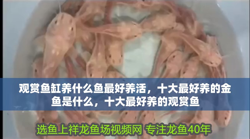 觀賞魚缸養什么魚最好養活，十大最好養的金魚是什么，十大最好養的觀賞魚