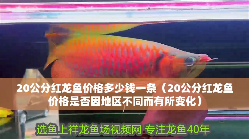 20公分紅龍魚價(jià)格多少錢一條（20公分紅龍魚價(jià)格是否因地區(qū)不同而有所變化）