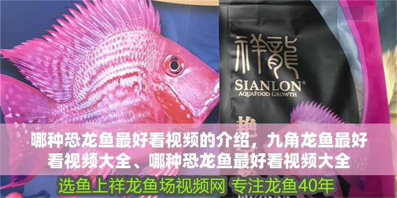 哪種恐龍魚最好看視頻的介紹，九角龍魚最好看視頻大全、哪種恐龍魚最好看視頻大全