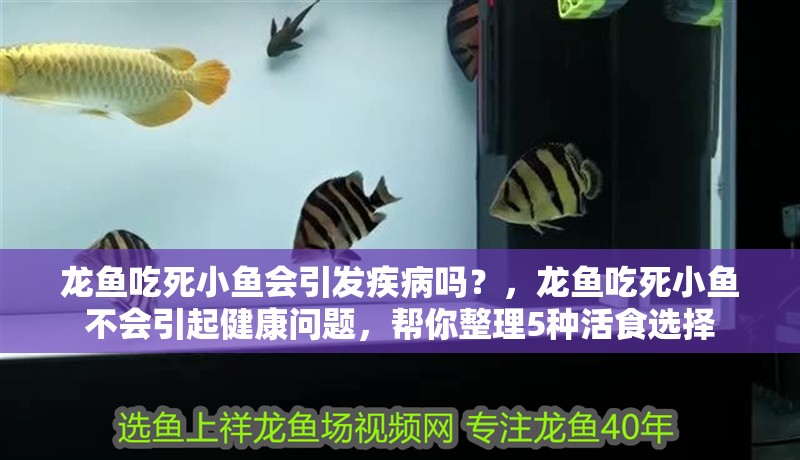 龍魚吃死小魚會(huì)引發(fā)疾病嗎？，龍魚吃死小魚不會(huì)引起健康問題，幫你整理5種活食選擇