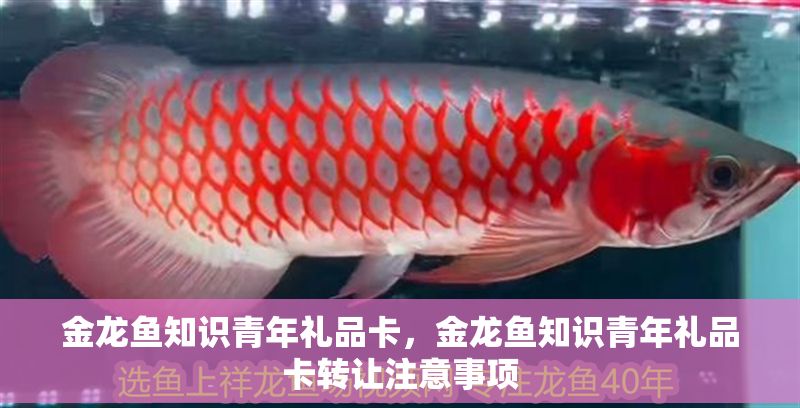 金龍魚知識(shí)青年禮品卡，金龍魚知識(shí)青年禮品卡轉(zhuǎn)讓注意事項(xiàng)