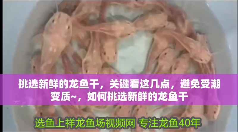 挑選新鮮的龍魚干，關鍵看這幾點，避免受潮變質~，如何挑選新鮮的龍魚干