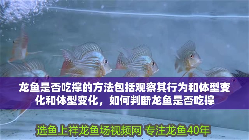 龍魚是否吃撐的方法包括觀察其行為和體型變化和體型變化，如何判斷龍魚是否吃撐
