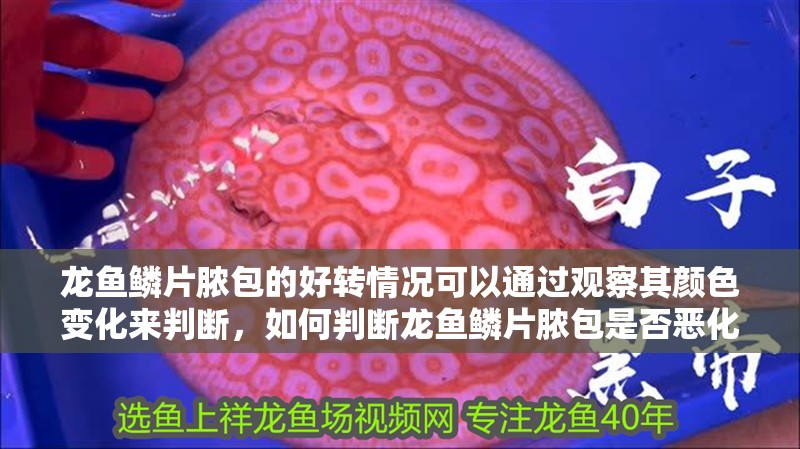 龍魚鱗片膿包的好轉情況可以通過觀察其顏色變化來判斷，如何判斷龍魚鱗片膿包是否惡化？