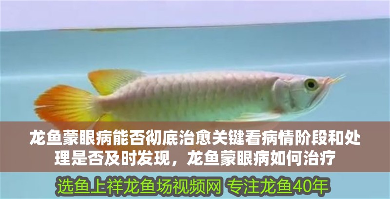 龍魚蒙眼病能否徹底治愈關(guān)鍵看病情階段和處理是否及時(shí)發(fā)現(xiàn)，龍魚蒙眼病如何治療