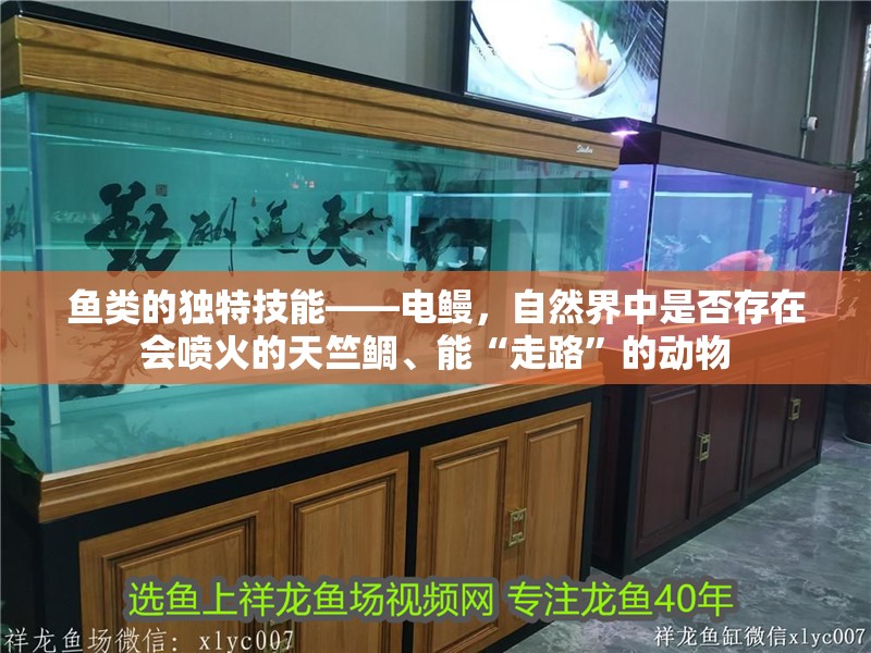 魚類的獨特技能——電鰻，自然界中是否存在會噴火的天竺鯛、能“走路”的動物
