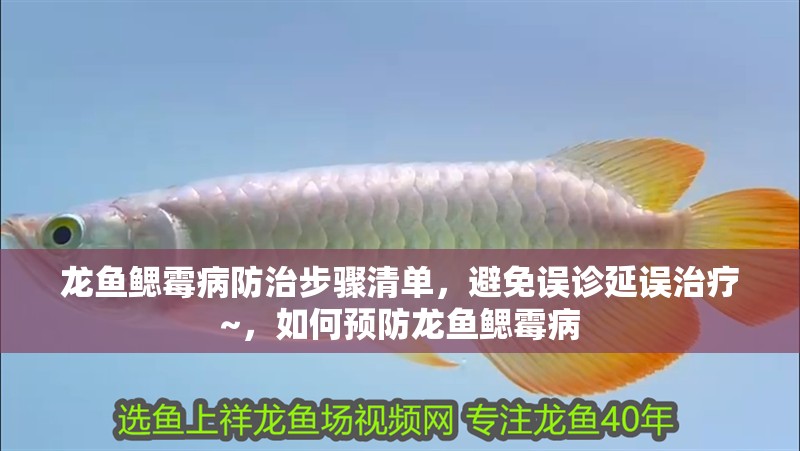龍魚鰓霉病防治步驟清單，避免誤診延誤治療~，如何預防龍魚鰓霉病