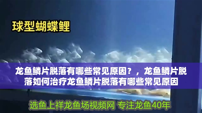 龍魚鱗片脫落有哪些常見原因？，龍魚鱗片脫落如何治療龍魚鱗片脫落有哪些常見原因