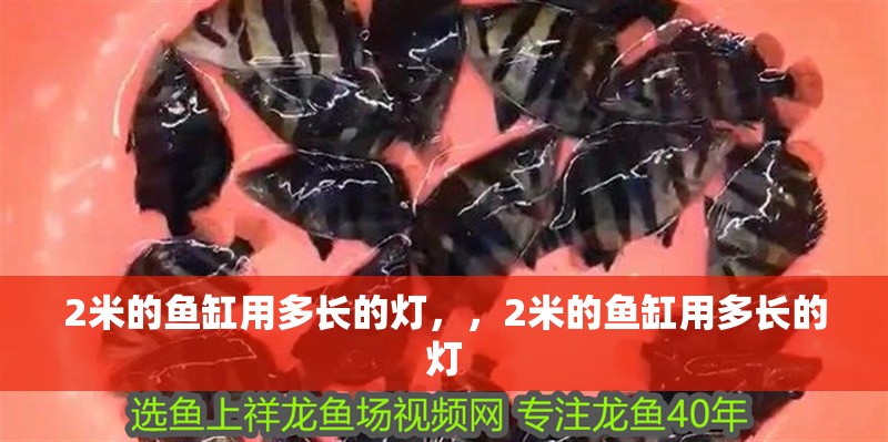 2米的魚缸用多長的燈，，2米的魚缸用多長的燈 2米的魚缸用多長的燈，，2米的魚缸用多長的燈 觀賞魚百科 第2張