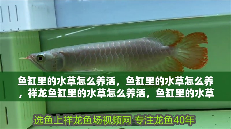 魚缸里的水草怎么養活，魚缸里的水草怎么養，祥龍魚缸里的水草怎么養活，魚缸里的水草怎么養活