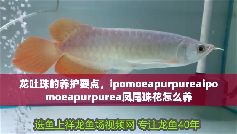 龍吐珠的養護要點，ipomoeapurpureaipomoeapurpurea鳳尾珠花怎么養