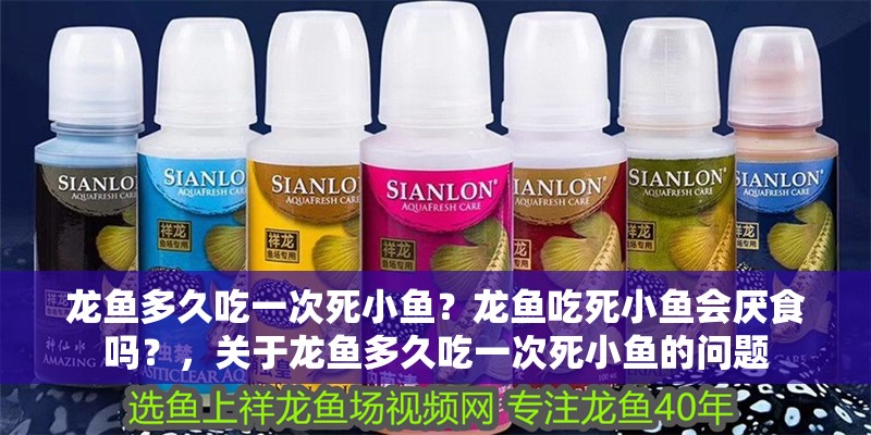 龍魚多久吃一次死小魚？龍魚吃死小魚會厭食嗎？，關于龍魚多久吃一次死小魚的問題